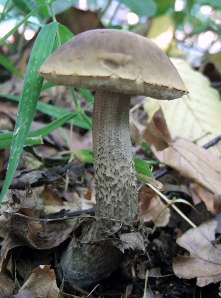 kozák hrabový Leccinum pseudoscabrum (Kallenb.) Šutara