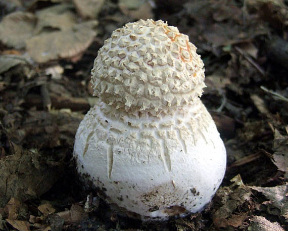 muchotrávka červená Amanita muscaria (L.) Lam.