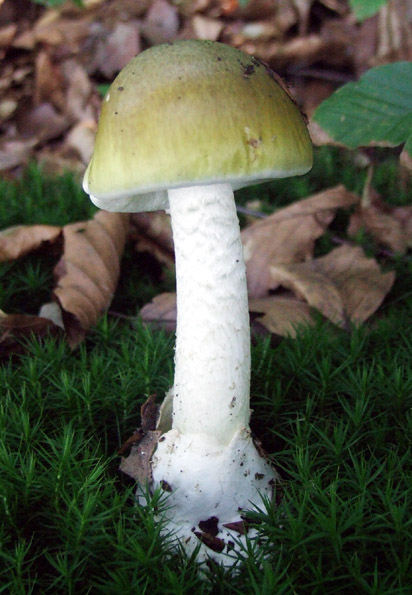 muchotrávka zelená Amanita phalloides (Vaill. ex Fr.) Link