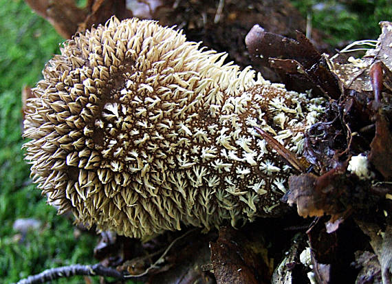 prášnica pichliačová Lycoperdon echinatum Pers.