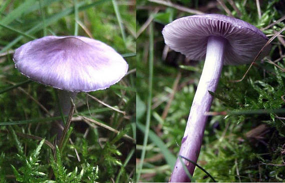 vláknica hlinovolupeňová Inocybe geophylla P. Kumm.