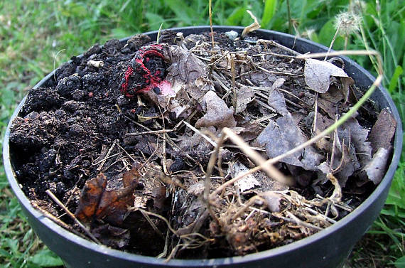 mrežovka kvetovitá Clathrus archeri (Berk.) Dring