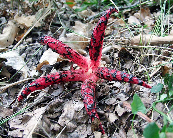 mrežovka kvetovitá Clathrus archeri (Berk.) Dring