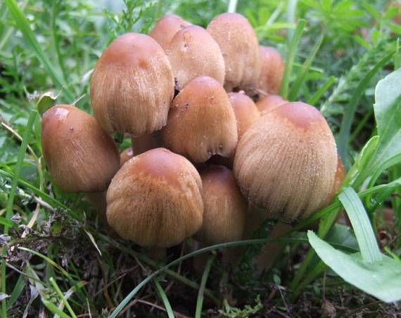 hnojník ligotavý Coprinellus micaceus (Bull.) Vilgalys, Hopple & Jacq. Johnson