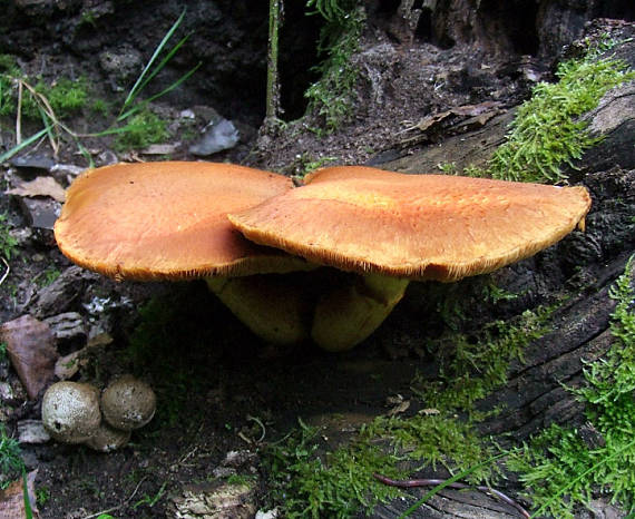 šupinovec nádherný Gymnopilus junonius (Fr.) P.D. Orton