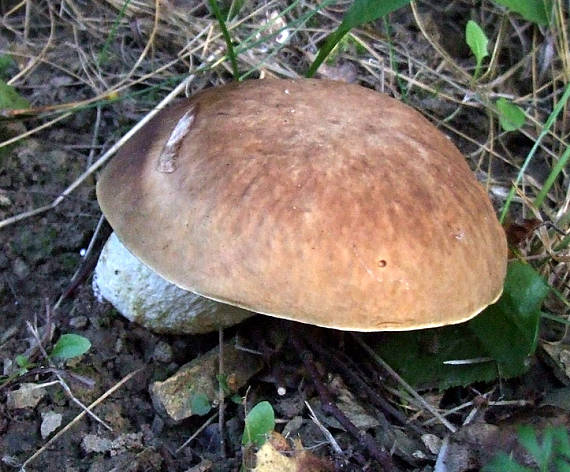 hříb škvrnitý Hemileccinum depilatum (Redeuilh) Šutara