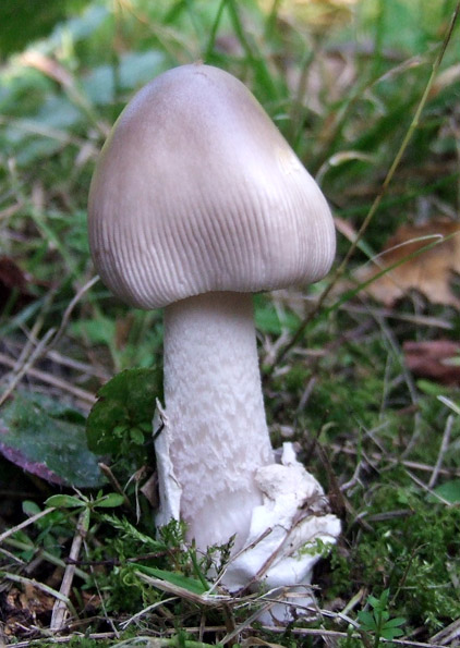 muchotrávka pošvatá Amanita vaginata (Bull.) Lam.