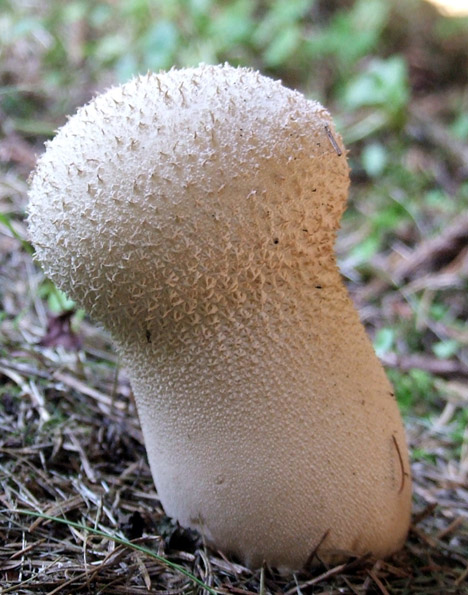 rozpadavec stopkatý Lycoperdon excipuliforme (Scop.) Pers.