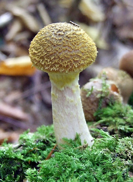 podpňovka žltá Armillaria gallica Marxm. & Romagn.