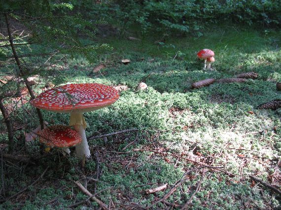 sestry Amanita muscaria (L.) Lam.