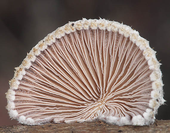 klanolupeňovka obyčajná Schizophyllum commune Fr.