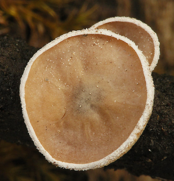 škľabka plstnatá Schizophyllum amplum (Lév.) Nakasone