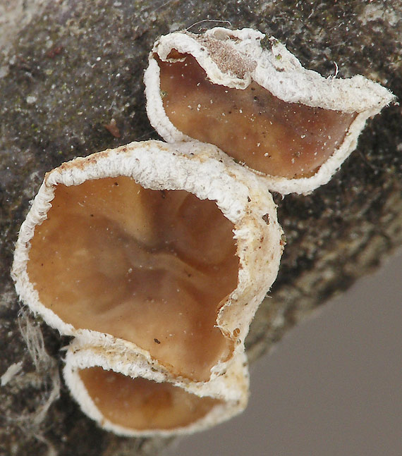 škľabka plstnatá Schizophyllum amplum (Lév.) Nakasone