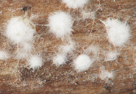 škľabka plstnatá Schizophyllum amplum (Lév.) Nakasone