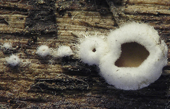 škľabka plstnatá Schizophyllum amplum (Lév.) Nakasone