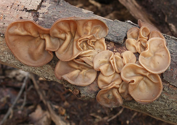 uchovec bazový Auricularia auricula-judae (Bull.) Quél.