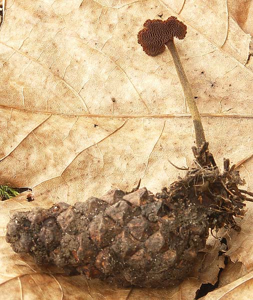 lopatovka obyčajná Auriscalpium vulgare Gray