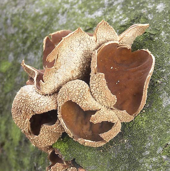 dutinovka otrubnatá Encoelia furfuracea (Roth) P. Karst.