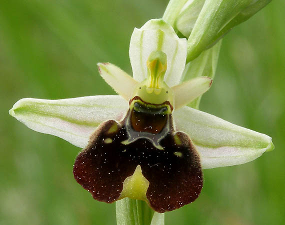 hmyzovník čmeľovitý Ophrys holoserica (Burm. F.) Greuter