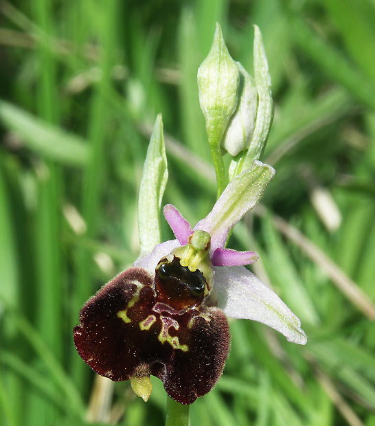 hmyzovník čmeľovitý Ophrys holoserica subsp. holoserica