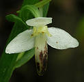 orchidea - detail kvetu