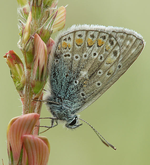 modráčik obyčajný Polyommatus icarus