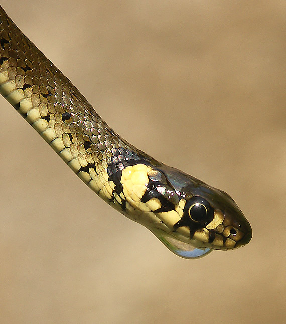 užovka obyčajná Natrix natrix