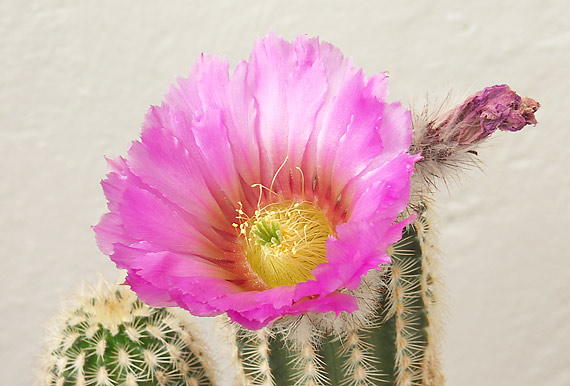 echinocereus sp. Echinocereus sp.