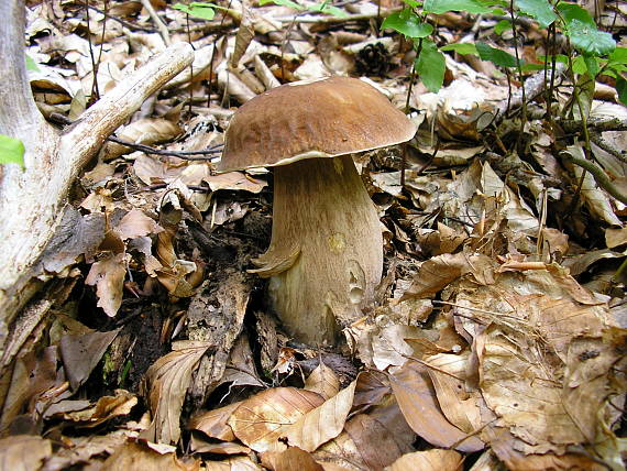 " fešák"- Hríb dubový Boletus reticulatus Schaeff.