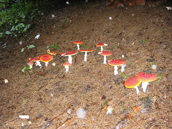 muchotrávia família Amanita muscaria (L.) Lam.