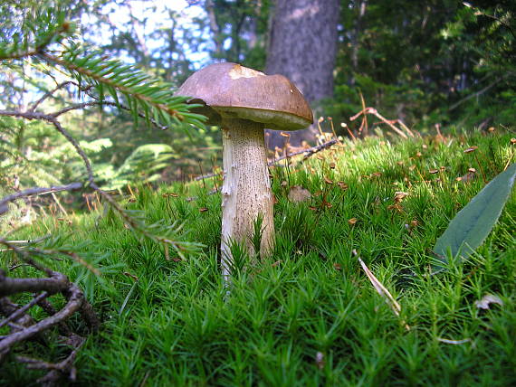 kozák brezový Leccinum scabrum (Bull.) Gray