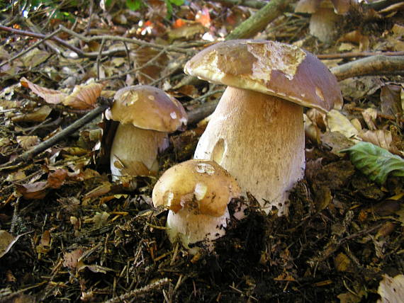 trio a v pozadí štvrtý Boletus edulis Bull.