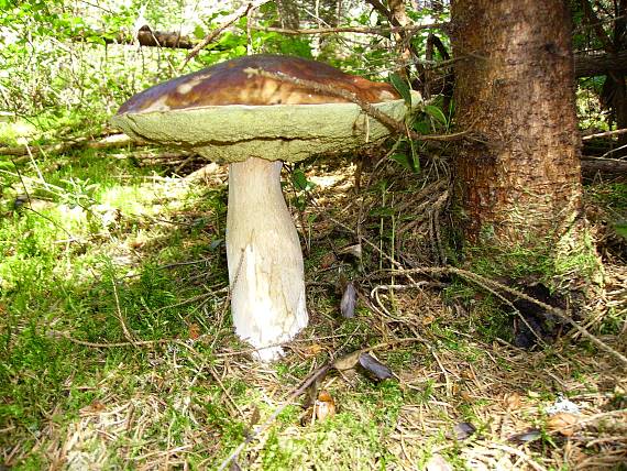 hríb smrekový Boletus edulis Bull.