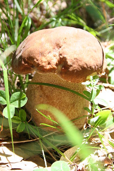 hríb dubový Boletus reticulatus Schaeff.