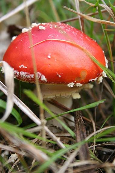 muchotrávka červená Amanita muscaria (L.) Lam.