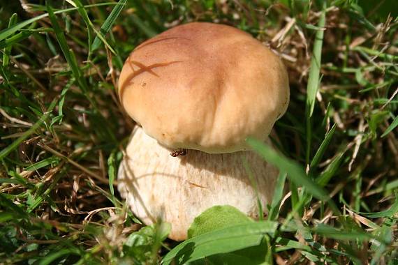 hríb smrekový Boletus edulis Bull.