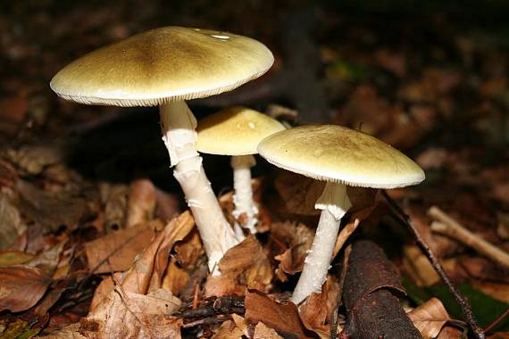 muchotrávka zelená Amanita phalloides (Vaill. ex Fr.) Link