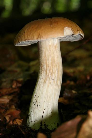 hríb Boletus sp.