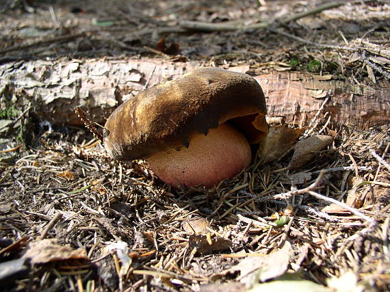 hřib Kovář Sutorius luridiformis (Rostk.) G. Wu & Zhu L. Yang