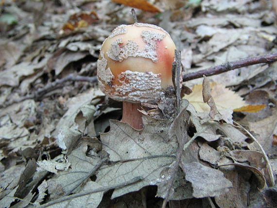 muchotrávka červenkastá Amanita rubescens Pers.