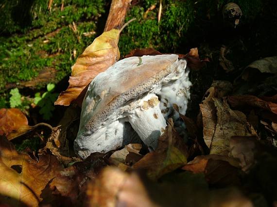 hubozer zlatozlty Hypomyces chrysospermum