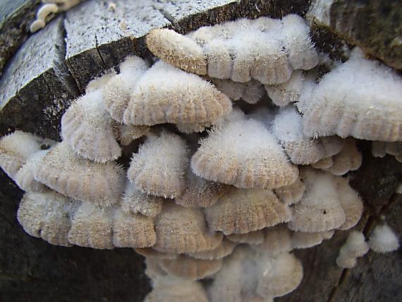 klanolupeňovka obyčajná Schizophyllum commune Fr.