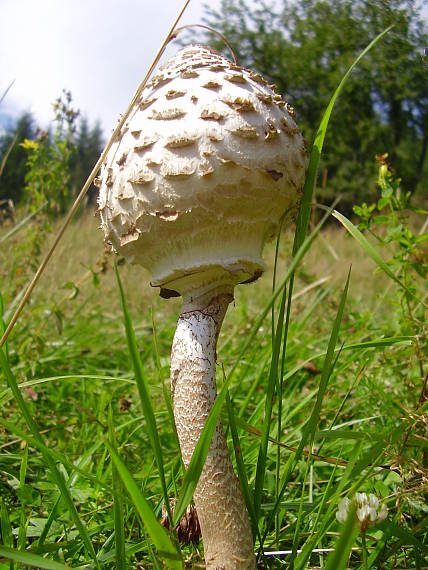 bedľa vysoká Macrolepiota procera (Scop.) Singer