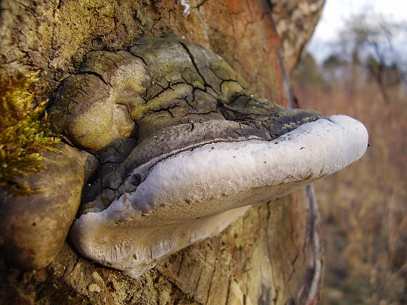 práchnovec kopytovitý Fomes fomentarius (L.) J.J. Kickx