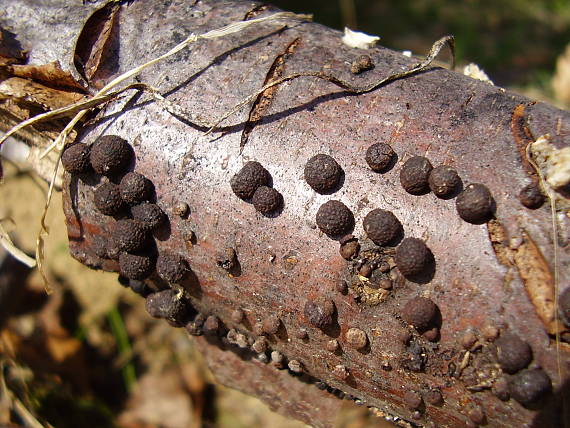 drevovček bukový Hypoxylon fragiforme (Pers.) J. Kickx f.