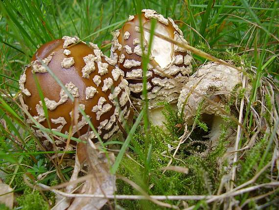 muchotrávka kráľovská Amanita regalis (Fr.) Michael