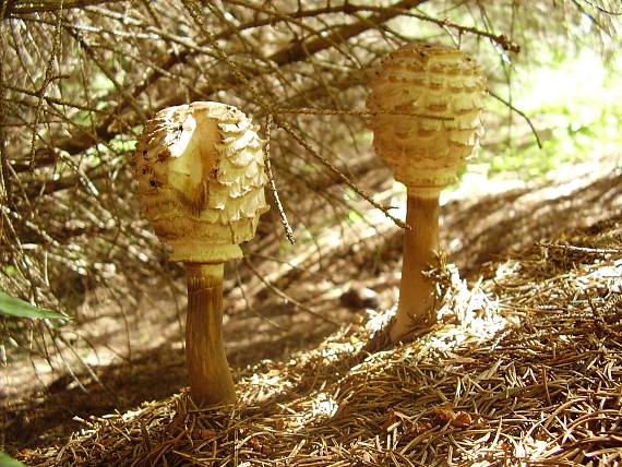 bedľa červenejúca Chlorophyllum rachodes (Vittad.) Vellinga