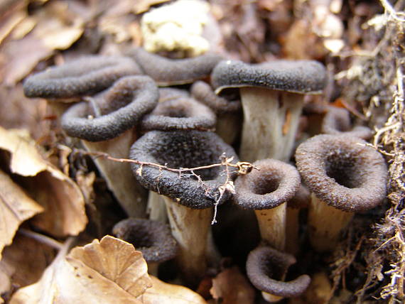 lievik trúbkovitý Craterellus cornucopioides (L.) Pers.