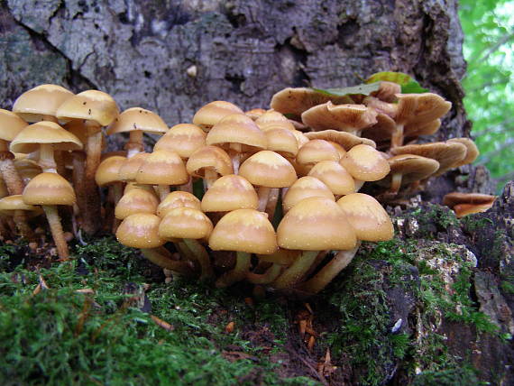 šupinovka menlivá Kuehneromyces mutabilis (Schaeff.) Singer & A.H. Sm.