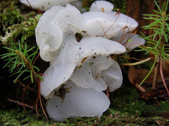 pajelenka želatínová Pseudohydnum gelatinosum (Scop.) P. Karst.